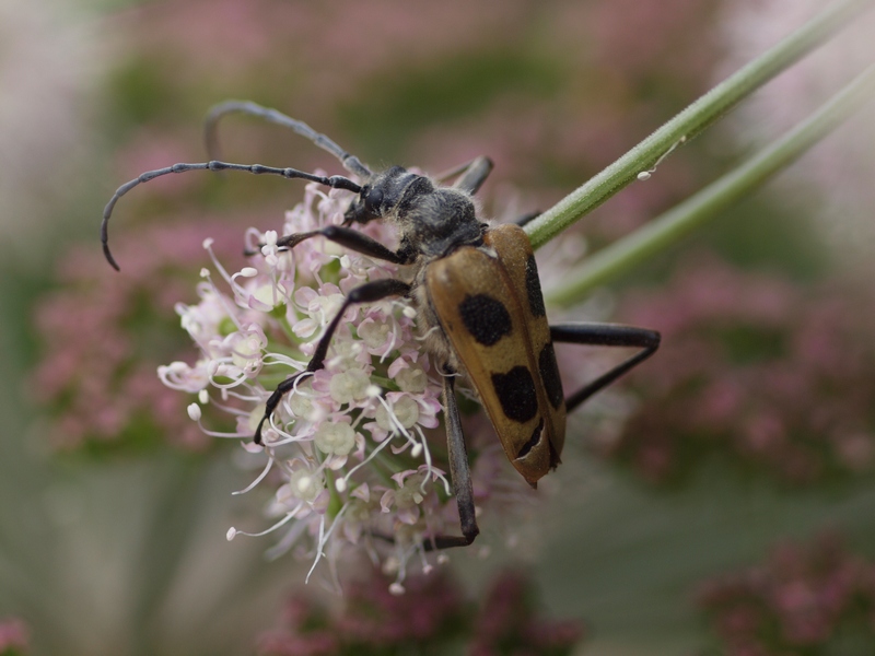 Pachyta quadrimaculata